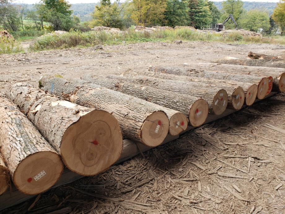 American Ash Firth Hardwood Export Logs