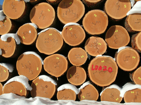 American Black Cherry - Firth Hardwood Export Logs