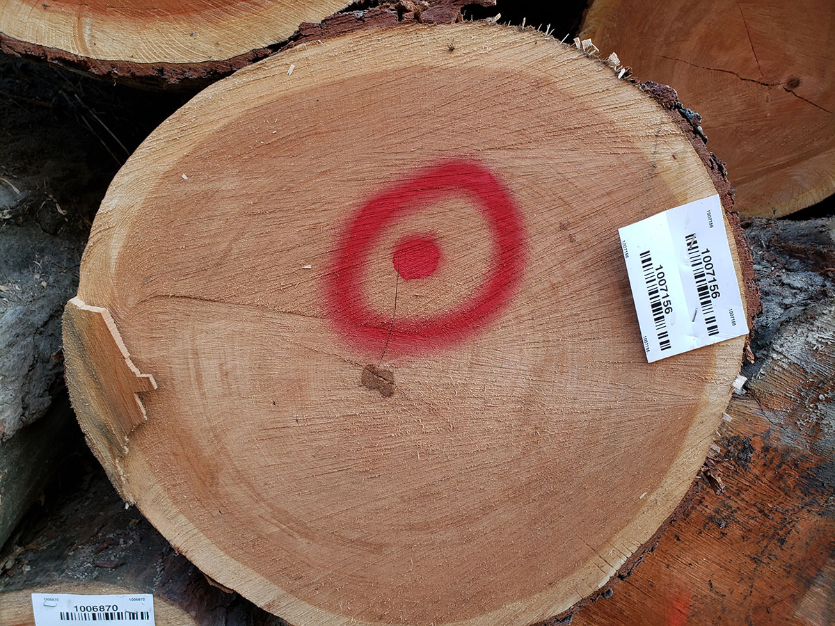 American Black Cherry Firth Hardwood Export Logs
