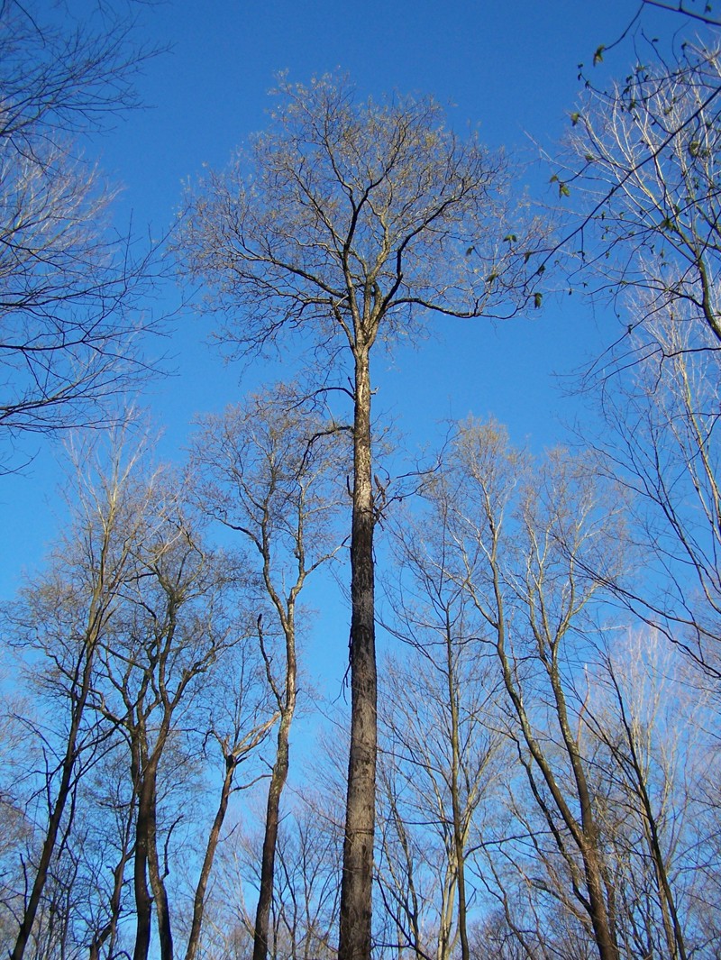 cherry wood tree