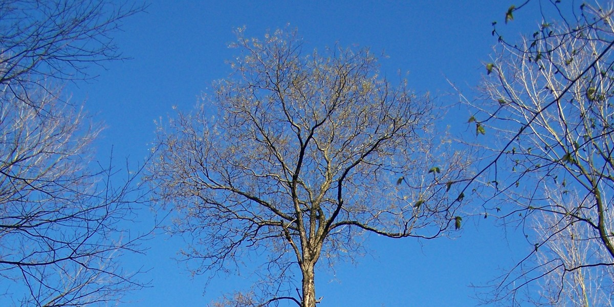Hard Maple - Firth Hardwood Export Logs