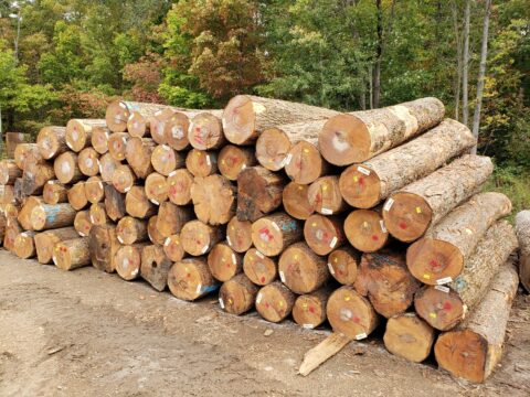 Hard Maple - Firth Hardwood Export Logs