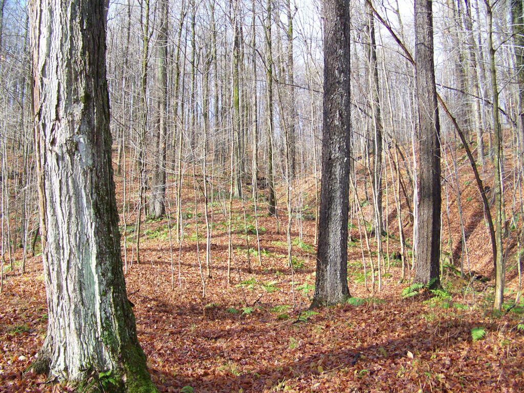 Hard Maple Firth Hardwood Export Logs