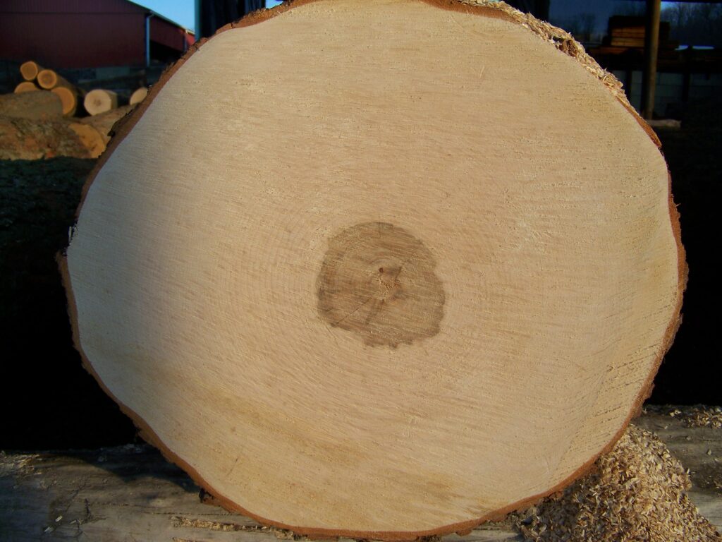 hard maple veneer