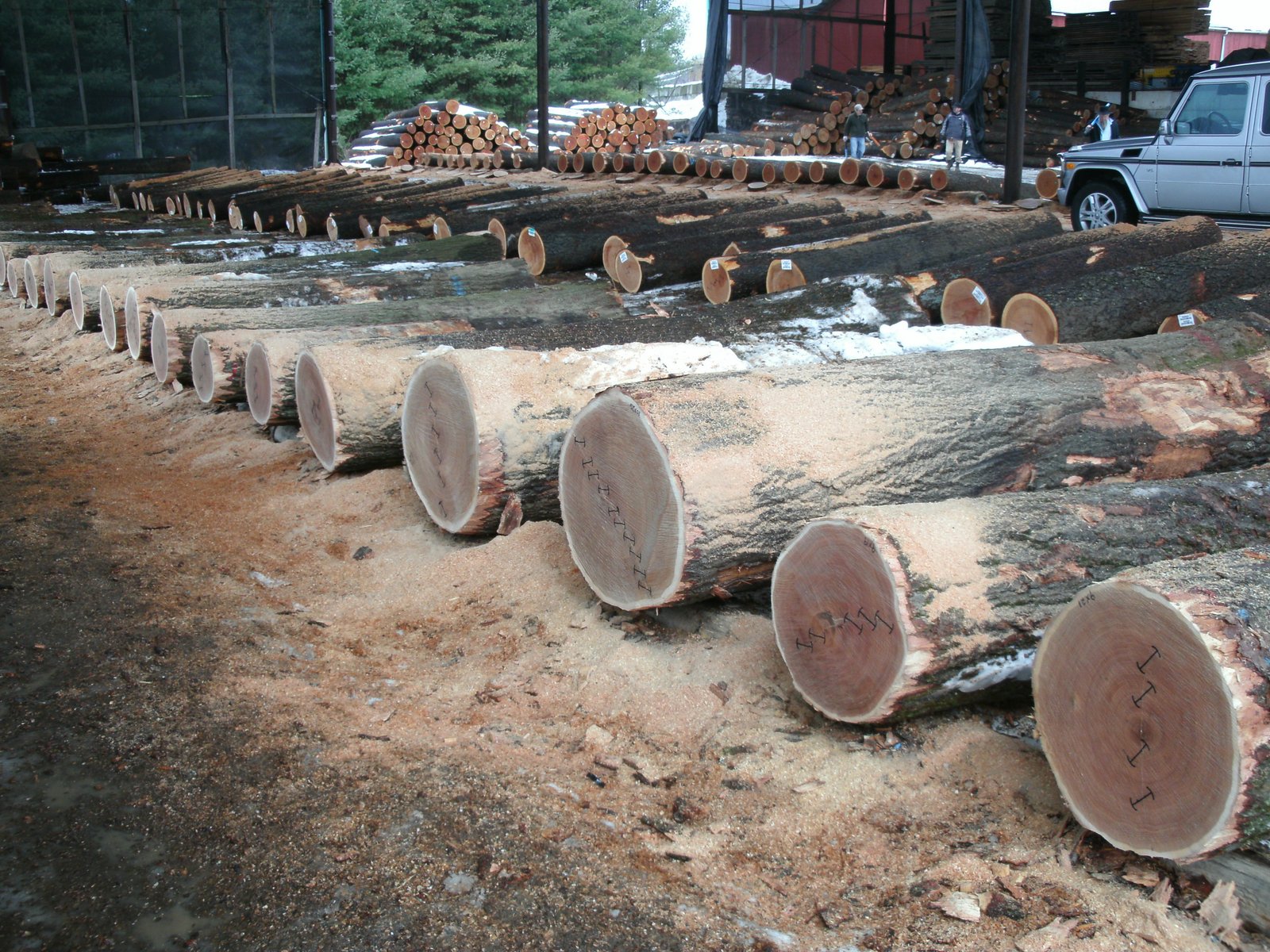 red oak logs