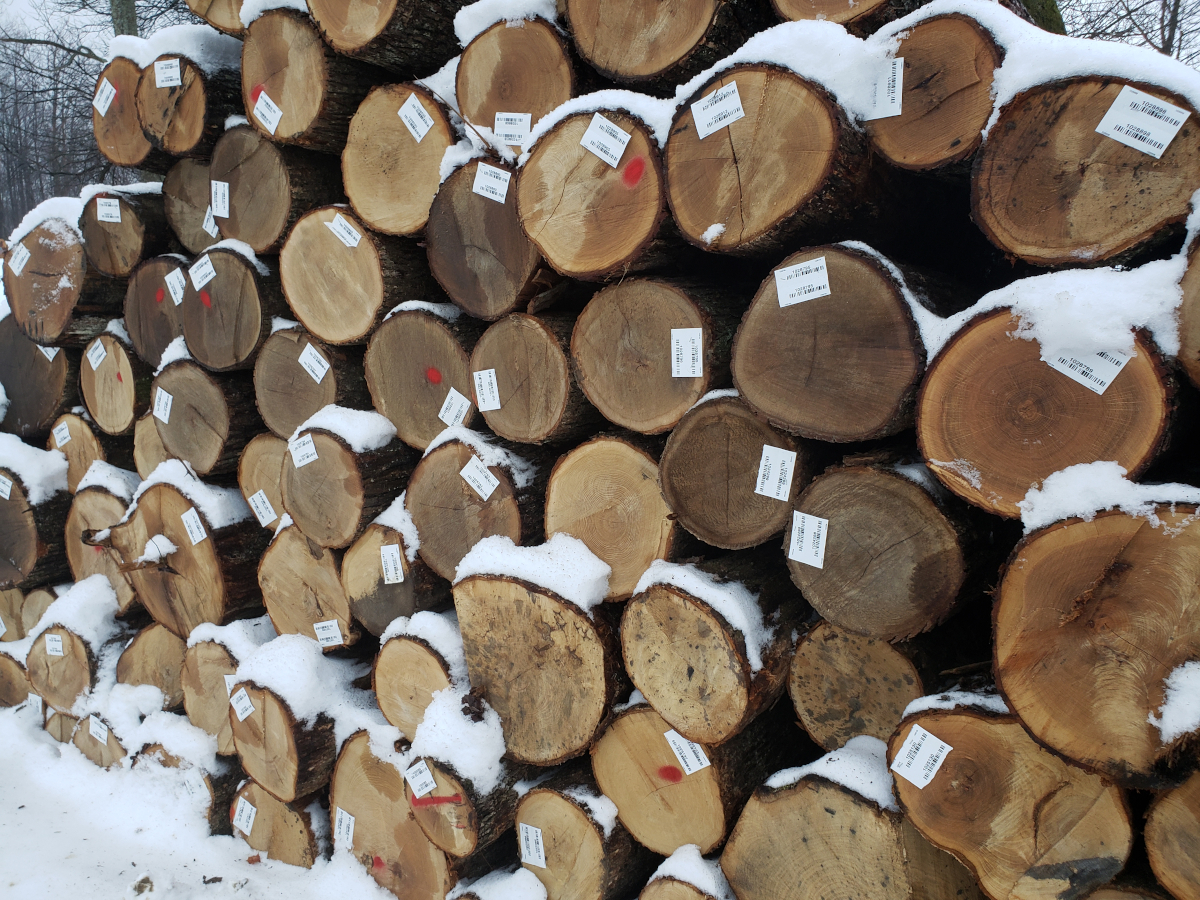 white oak export logs